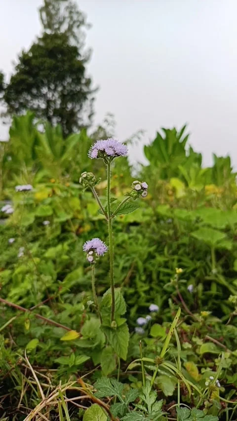 Small bush flower Video stock 245529495