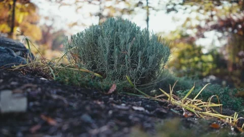 Small bush in a forest ground Video stock 165766996