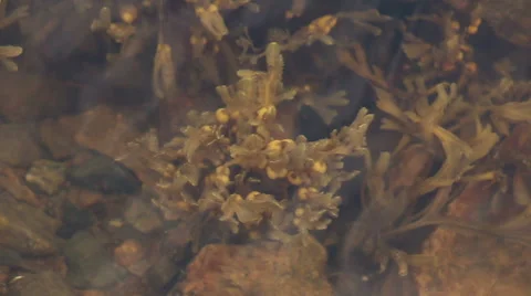 Small bush of fucus(brown algae) under water Video stock 41454580