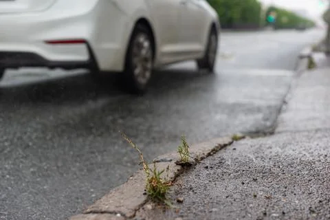 Small bush of grass in the rain, sprouting through the asphalt on the side of Stock-Fotos