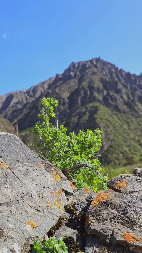 Small bush is growing in a crack of large rock in mountains at sunny summer day Stock Footage 290105104