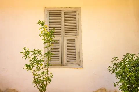 A small bush grows in front of the wall of the house Stock Photos