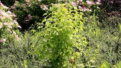 A small bush surrounded by barberry and spirea Stock Footage 77861601
