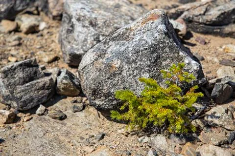 Small bush under a rock Stock-Fotos
