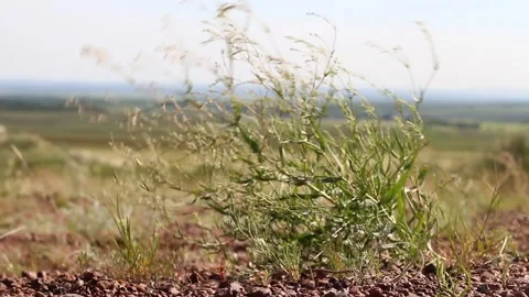 Small bush under a strong wind in a field in the summer under the sun a stron Видео 131955389