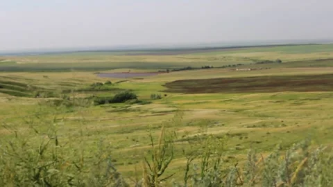Small bush under a strong wind in a field in the summer under the sun a stron Видео 131956100