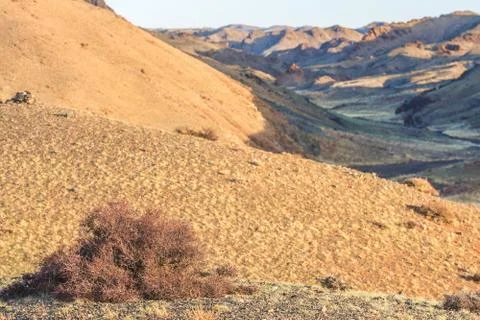 Small bushes between sand dunes Stock Photos