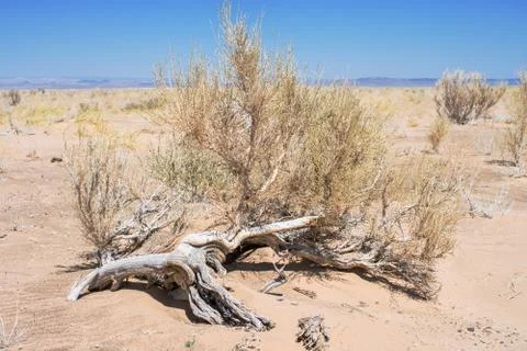 Small bushes in desert Stock Photos