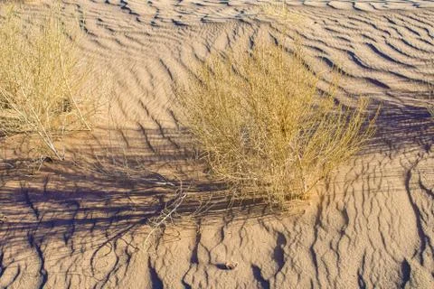 Small bushes in desert Stock Photos