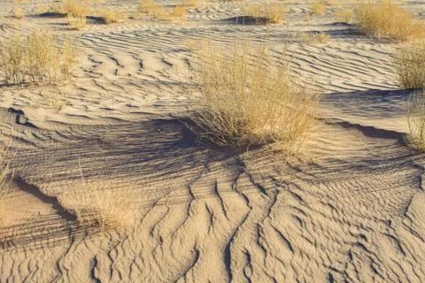 Small bushes in desert Stock Photos