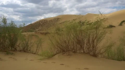 Small bushes of grass fluttering in the wind on the sand dunes Video stock 162554900