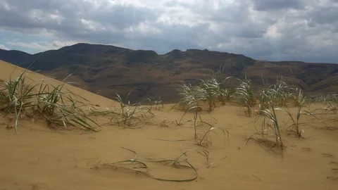 Small bushes of grass fluttering in the wind on the sand dunes Video stock 162555014