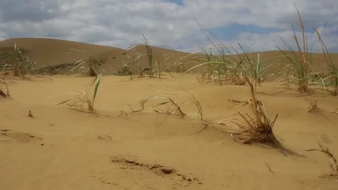 Small bushes of grass fluttering in the wind on the sand dunes 動画素材 162653907