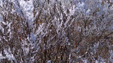 Small bushes with snowflakes covered. Stock Footage 282826166