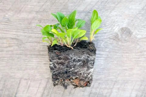 Small bushes of young spinach pulled out of the pot. The roots of the plants Stock Photos