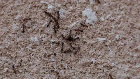 A small but busy ant colony on a brick and plaster wall Stock Footage 140452631