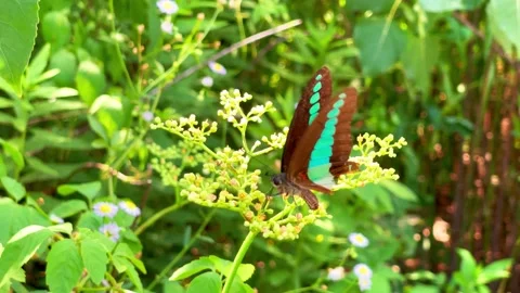 Small Butterflies Feeding on Wild Elderberry Blossoms in Summer Meadow Stock Footage 341996772