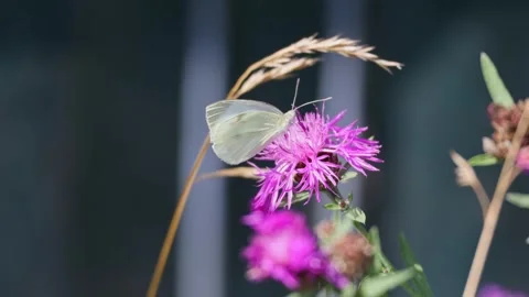 Small butterfly Cabbage White on purple thistle blossom in a meadow Stock Footage 313891056