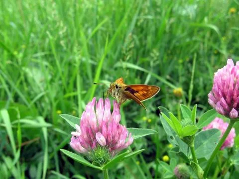 Small butterfly on clover Stock Photos