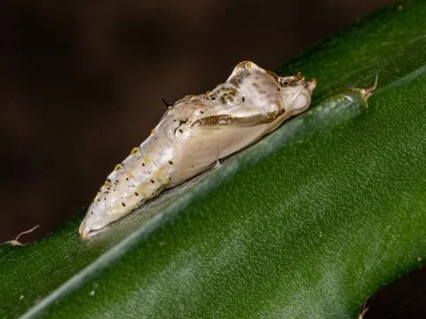 Small Butterfly cocoon Stock Photos