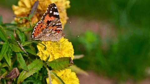 Small butterfly feeding on a vibrant yellow marigold flower Stock Footage 346115233