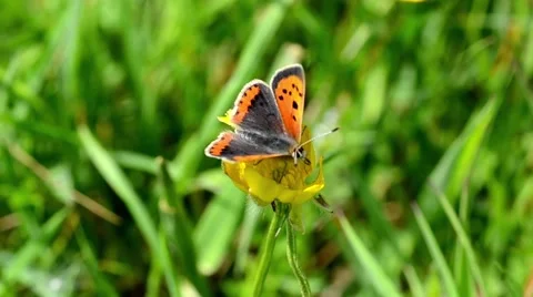 Small Butterfly on a Flower Stock Footage 50044328