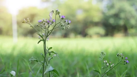 Small butterfly on the flower. Stock Footage 83698487