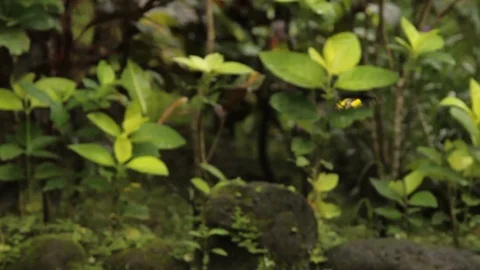 A small butterfly flying through a garden in Indonesia Stock Footage 95822011