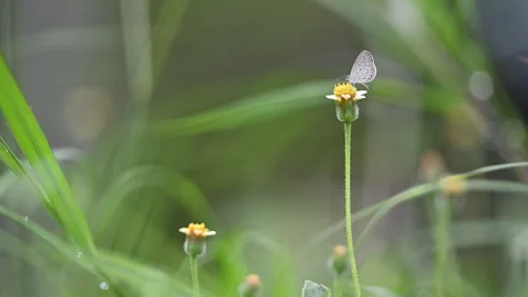 Small Butterfly on Grass Flower in Wind Close Up" Stock Footage 346704630