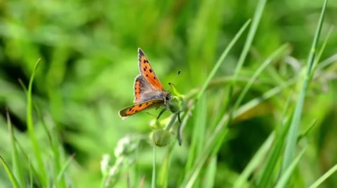 Small Butterfly on Grass Stock Footage 50044297