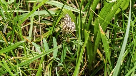 Small butterfly with intricate wing patterns rests on a green plant amidst .. Stock Photos