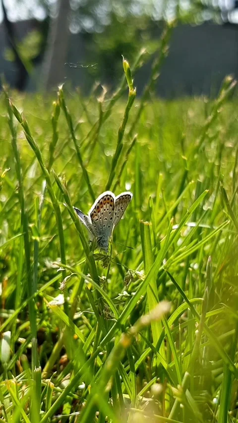 Small Butterfly on Lawn Stock Footage 296074614