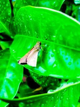 Small butterfly in leaf Stock-Fotos