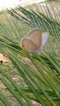 Small butterfly on a leaf Stock Photos