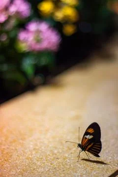 Small Butterfly on Ledge Stock Photos