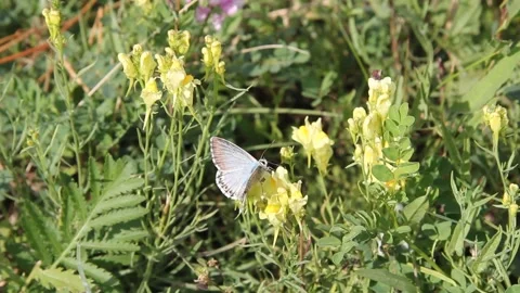A small butterfly with light wings sits on a yellow flower in the green grass Video stock 137250409