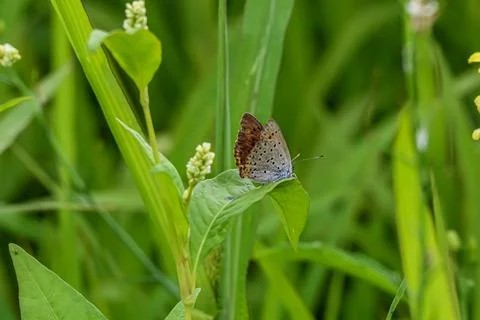 Small butterfly with patterned wings rests on a green leaf in a meadow Stock Photos