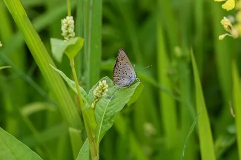 Small butterfly with patterned wings rests on a green leaf in a lush meadow Stock Photos