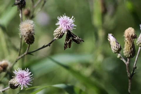 Small butterfly with patterned wings rests on a vibrant purple thistle flower Stock Photos