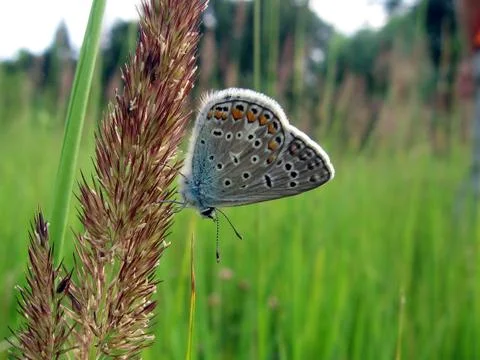 Small butterfly Stock Photos