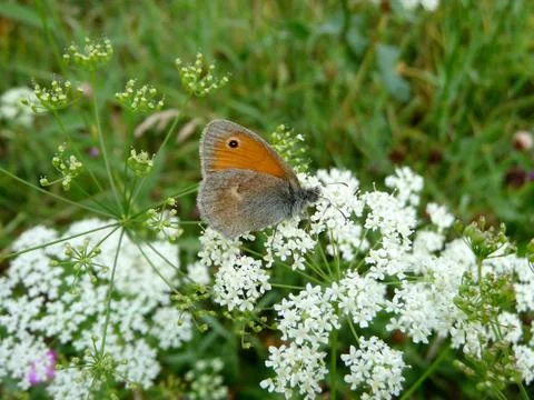 Small butterfly Stock Photos