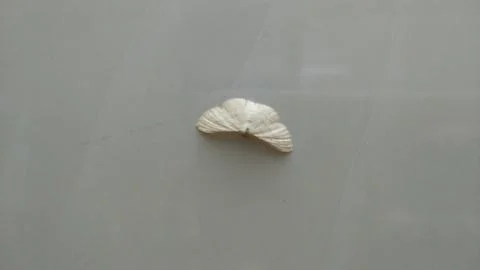 Small Butterfly Stock Photos