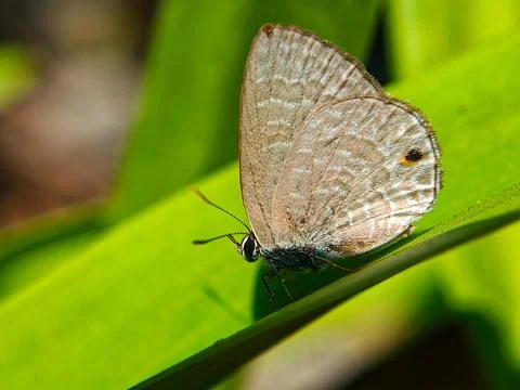 Small butterfly Stock Photos