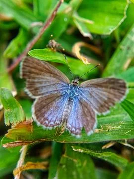 Small butterfly Stock Photos