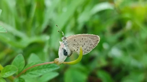 Small Butterfly Resting Among the Bushes Stock Footage 322958905