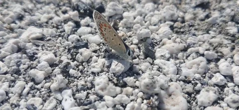 Small butterfly resting on white pebbles Stock Footage 341341014