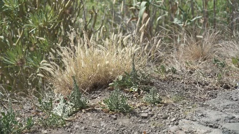 A small butterfly in the roadside grass. Stock Footage 129941045