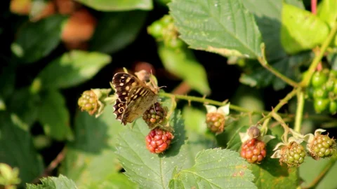 Small butterfly settled on a blackberry plan Stock Footage 93542510