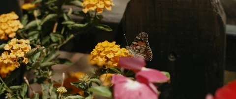 Small butterfly sitting between garden flowers near a wooden fence, close up Stock Footage 121987313