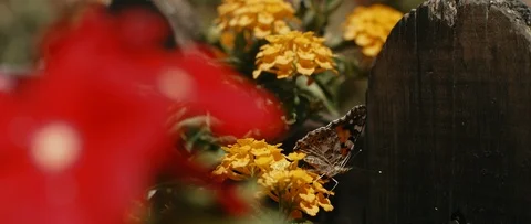 Small butterfly sitting between garden flowers near a wooden fence Stock Footage 121988116